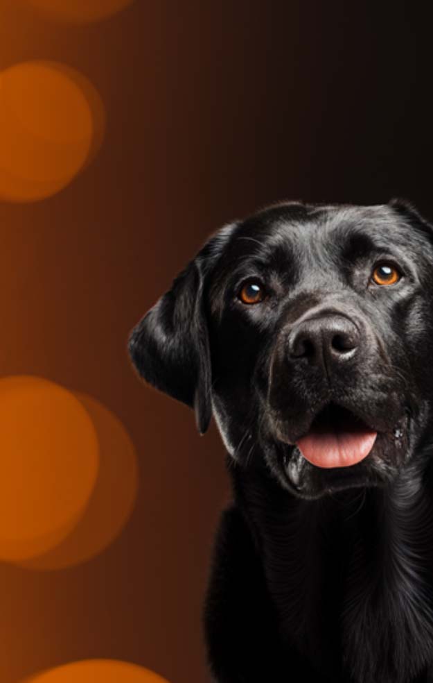 ruckus webinar wifi7-hauptbild