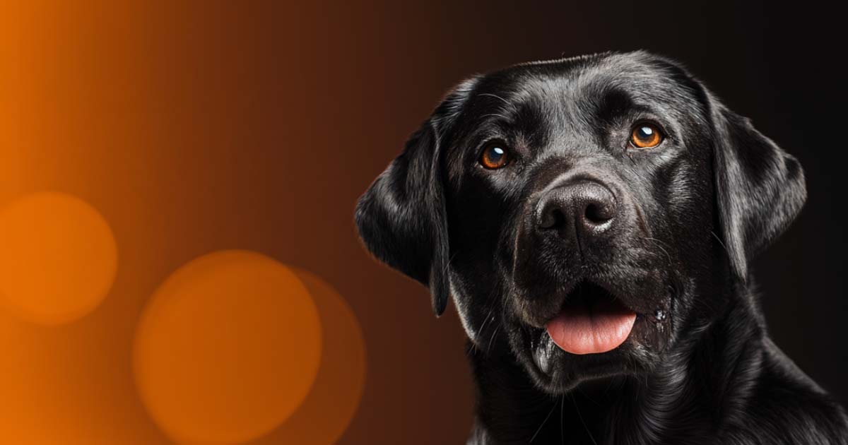 ruckus webinar wifi7-vorschaubild