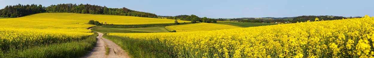 Yellow Field