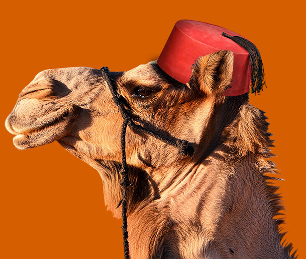 camel with fez hat orange backgr looking left