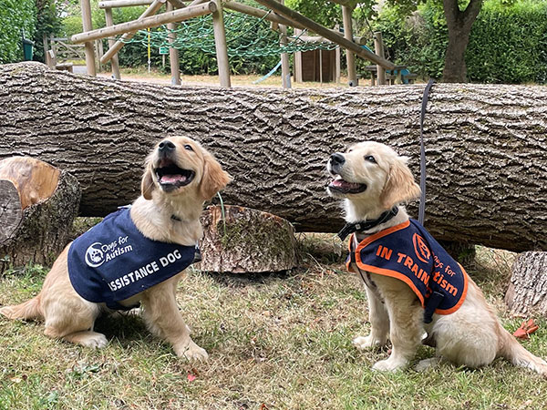 Dogs for Autism playground buddies from the beach