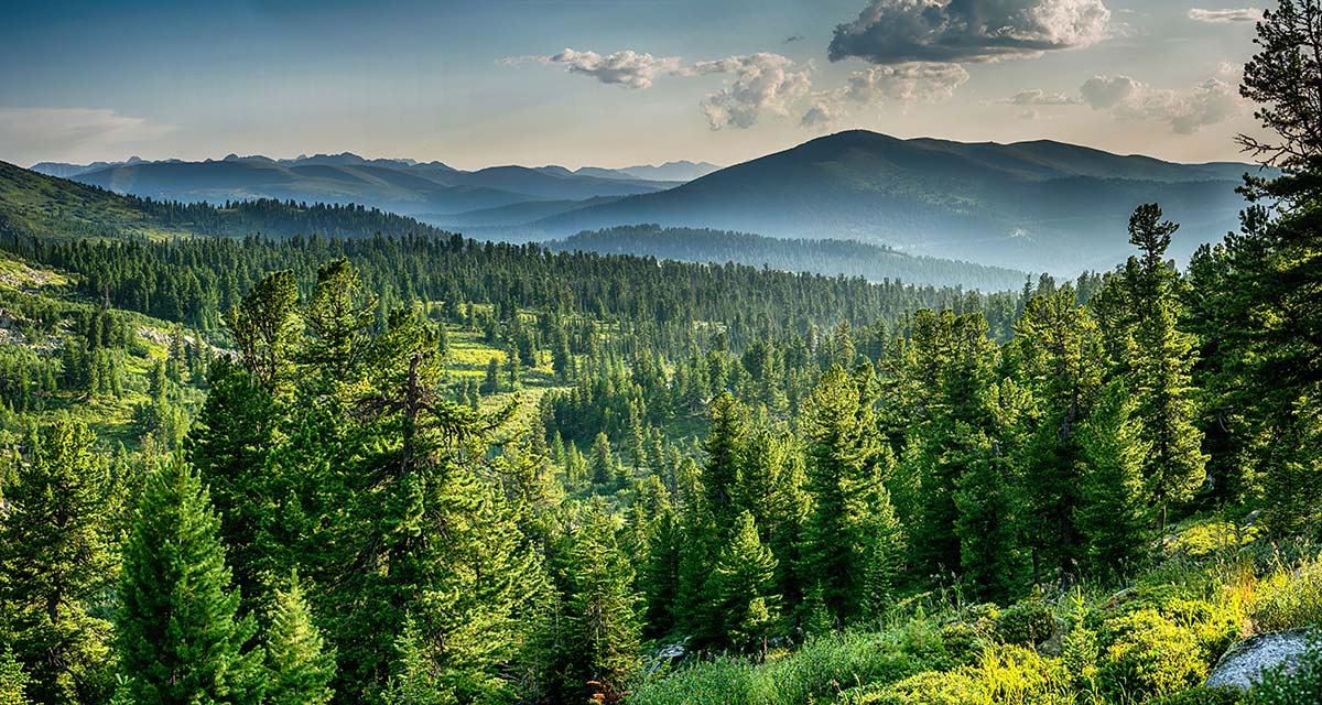 forest with mountain